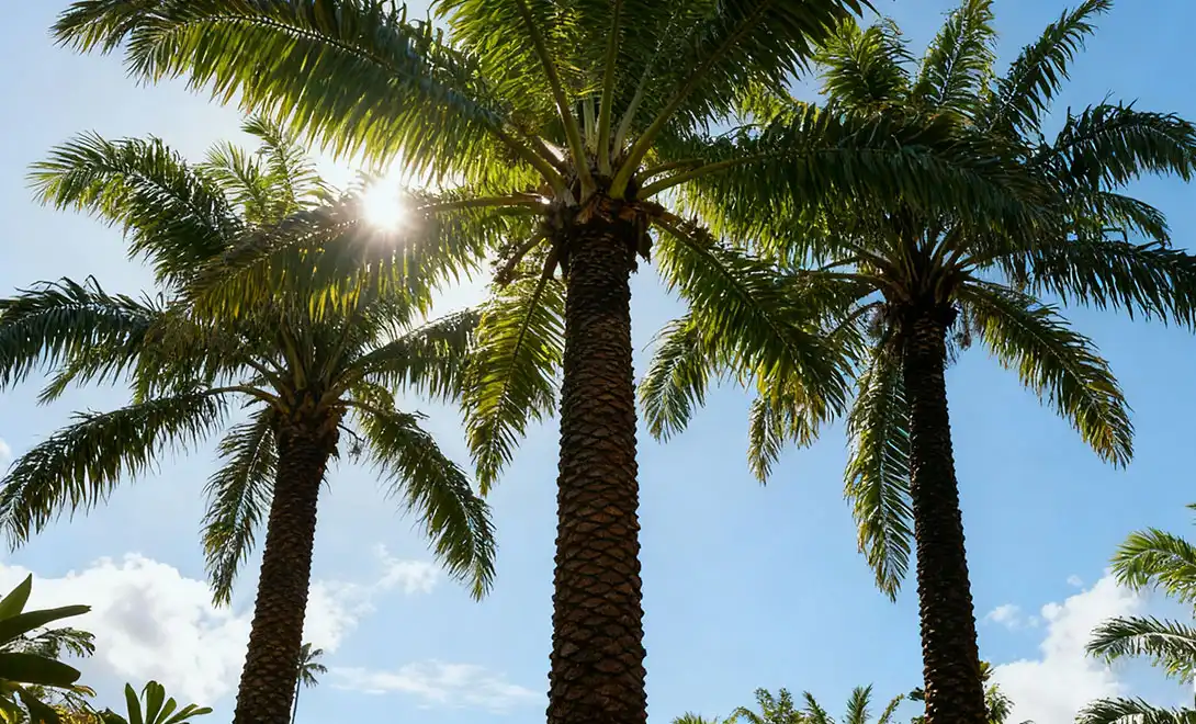 Organic Peptide Fertilizer for Palm Oil Tree Growth and Yield